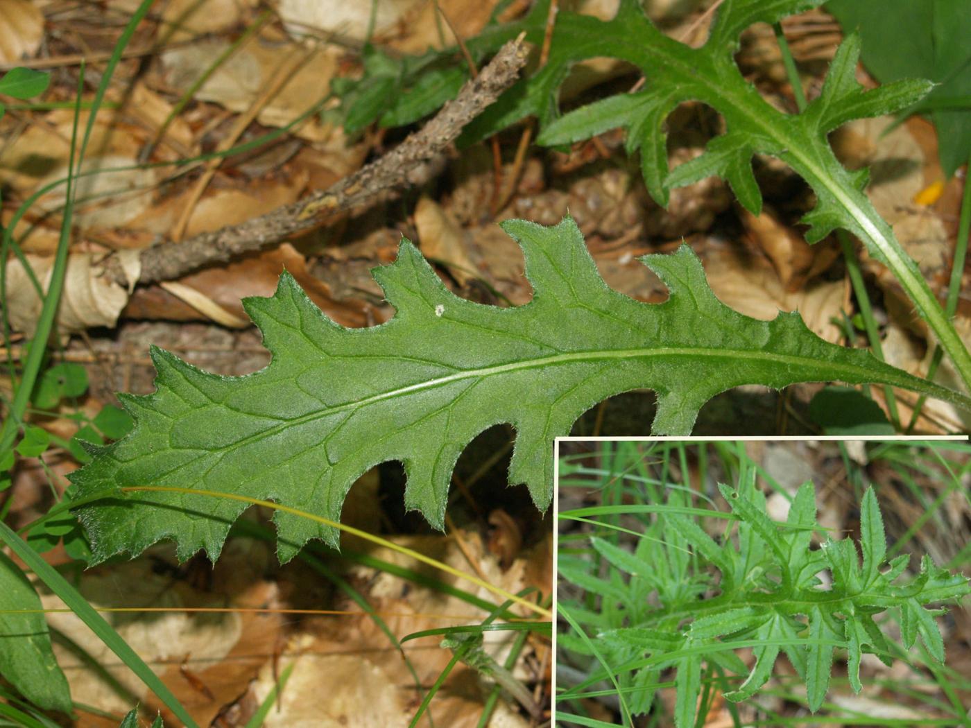 Thistle, Tuberous leaf